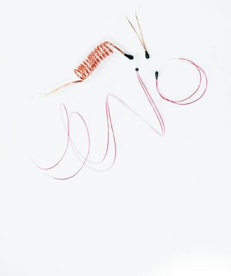 Epoxybeschichteter NTC-Thermistor mit emailliertem Blei für digitale Thermometer